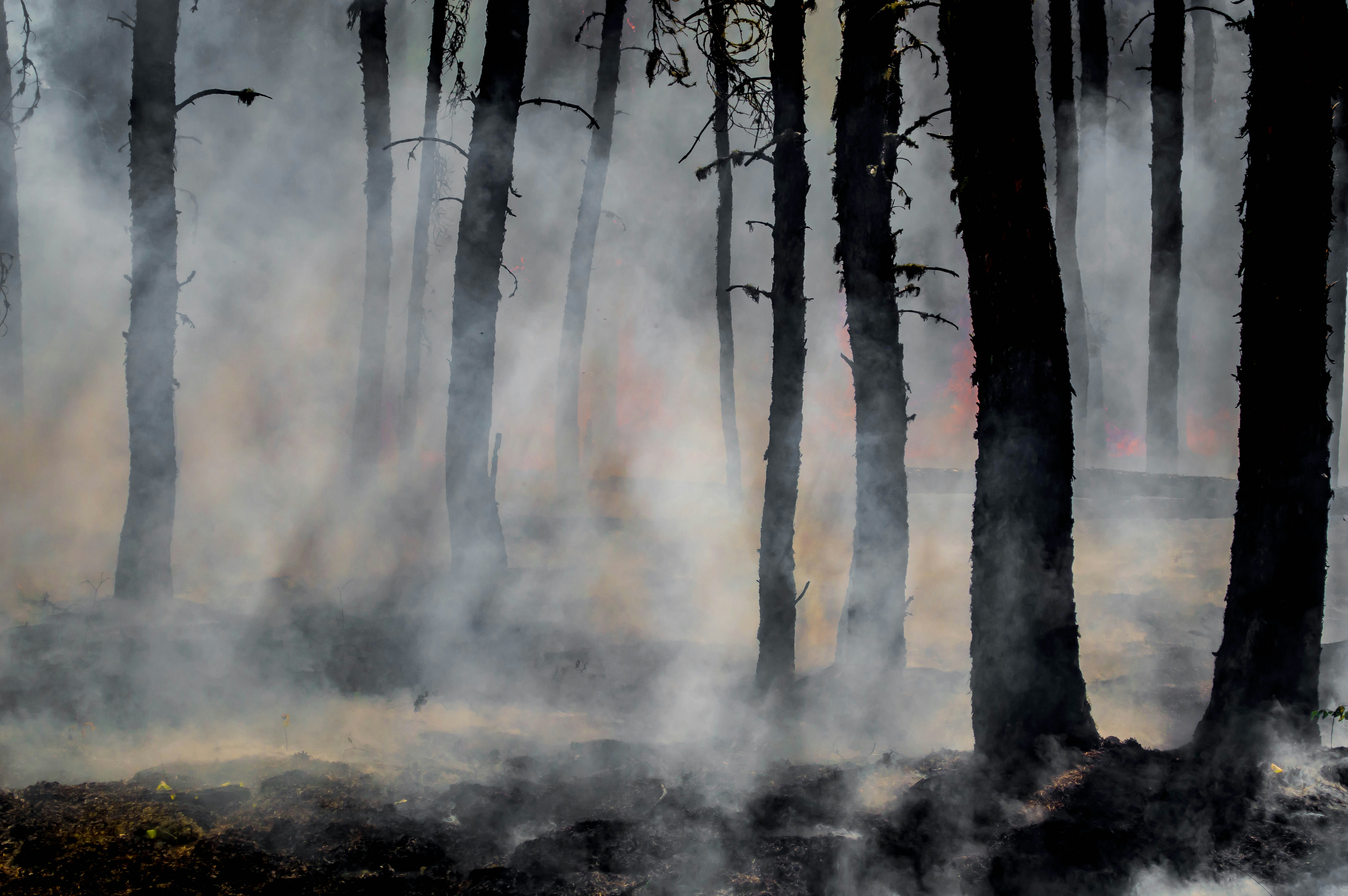 Lima hingga Enam Perusahaan Lagi Terancam Kehilangan Izin karena Kebakaran Hutan